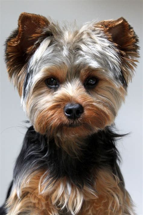 21 best Yorkie haircuts images on Pinterest | Little dogs, Yorkies and ...