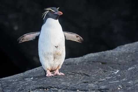 Cruise | Subantarctic Islands