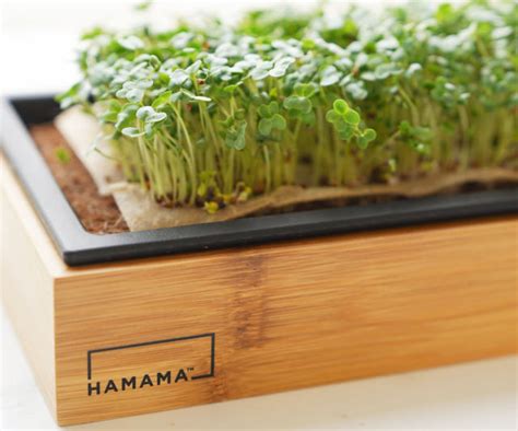 Hamama Microgreens Kit