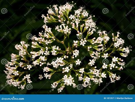 The Valerian Plant, Valium Substitute Stock Image - Image of herb, best: 181357