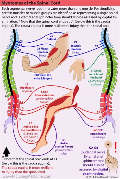 Myotomes of the Spinal Cord Each segmental nerve root ... | Medical ...