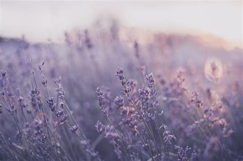 naturey moments | Purple aesthetic, Flower aesthetic, Aesthetic desktop ...