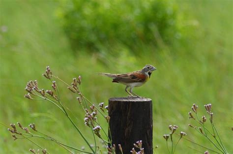 Male dickcissel | Adventure, Male, Animals