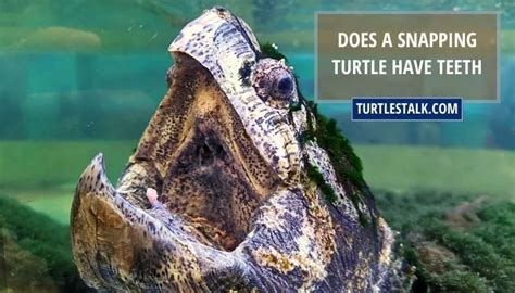 Does A Snapping Turtle Have Teeth? - Explore The Jaws Without Teeth ...