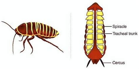 Cockroach Respiratory System