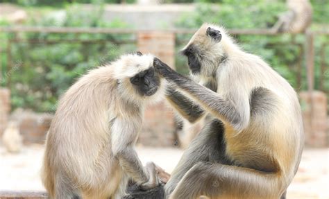 Premium Photo | Langur monkey