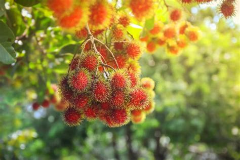 Rambutan fruit on tree stock photo. Image of closeup - 183557410