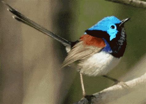 Bird Gif - IceGif