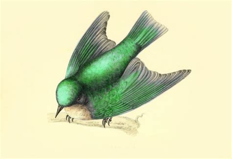 Bird Swallow Art Nouveau Vintage Free Stock Photo - Public Domain Pictures