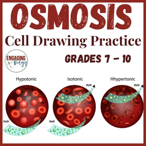 Osmosis Cell Transport Drawing Practice | Made By Teachers