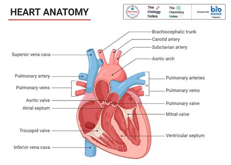 The Human Heart: Anatomy, The Cardiac Cycle and Blood Circulation