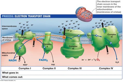 Electron Transport Chain | biochemist01