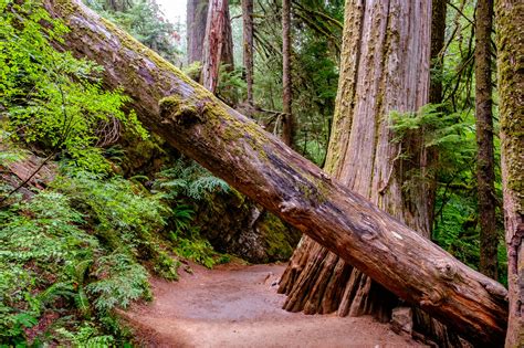 Mount Rainier National Park — The Greatest American Road Trip