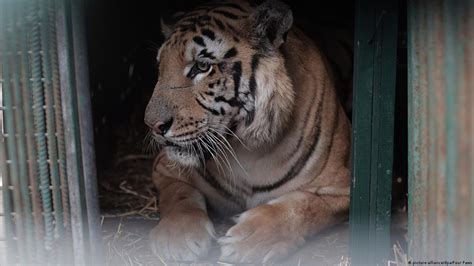 Animals leave Gaza zoo – DW – 08/24/2016