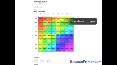 23+ Punnett Square Calculator - GregoryTyla