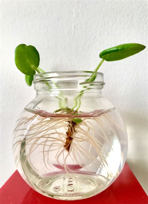 Money Plant Care In Water Bottle / money plant bottle decorations ...