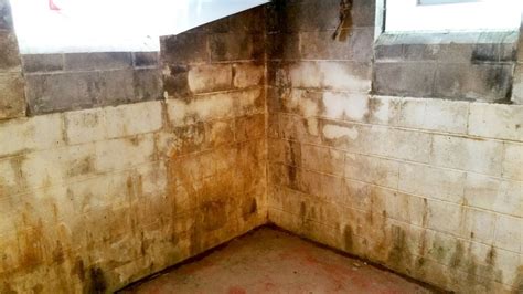 Removing Mildew From Concrete Basement Walls | Openbasement