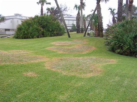 Are Lawn Circles Brown Patch Fungus? | Massey Services, Inc.