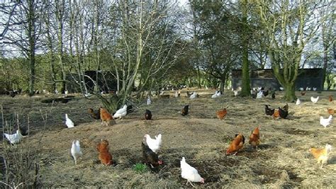 Durham Hens for Quality Hens and Poultry Supplies