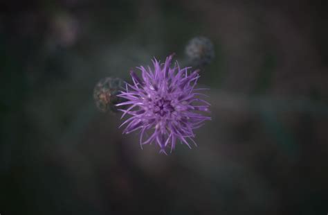 Wallpaper : flowers, blurred, bokeh, nature, plants, purple flower 5670x3720 - Frassident ...