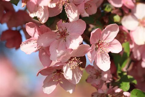 Spring Blossoms on Pink Crabapple Tree Picture | Free Photograph ...