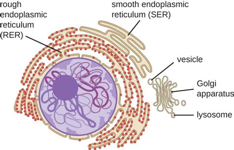 Unique Characteristics of Eukaryotic Cells | Microbiology