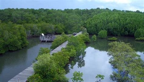 Luas Hutan Mangrove di Indonesia Terus Menyusut | Leuser Conservation ...