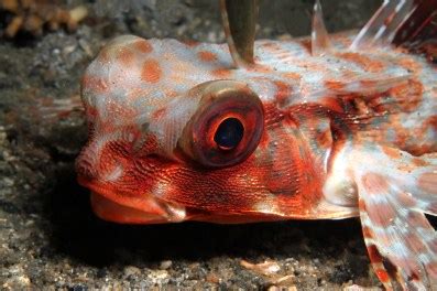 Marine Species: Flying Gurnard • Scuba Diver Life