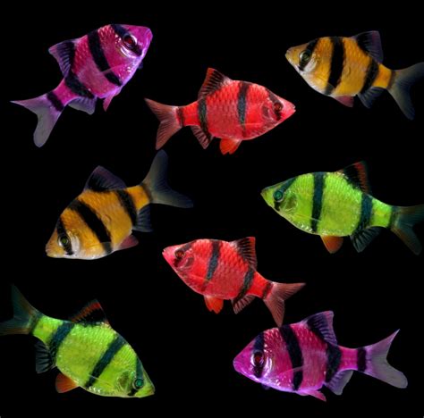 GloFish® Barb Complete Collection- Buy GloFish Barbs Online - GloFish®