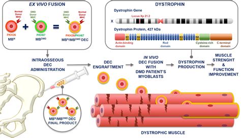 Chimeric Cells - Dystrogen Therapeutics Corporation