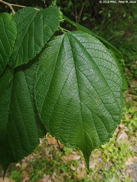 Morus rubra (Red Mulberry): Minnesota Wildflowers