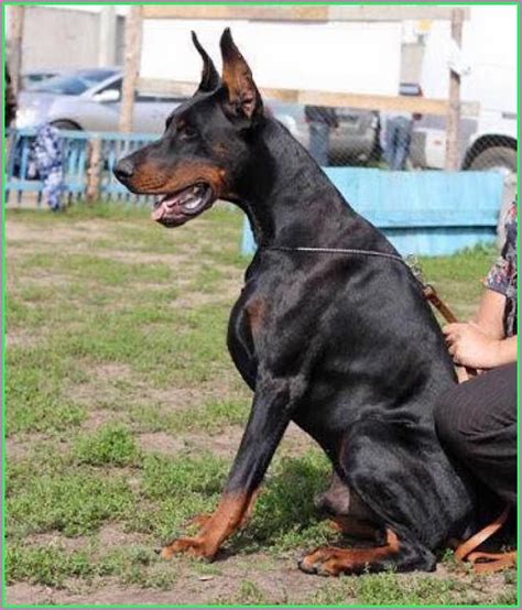 Warlock Doberman Puppies For Sale