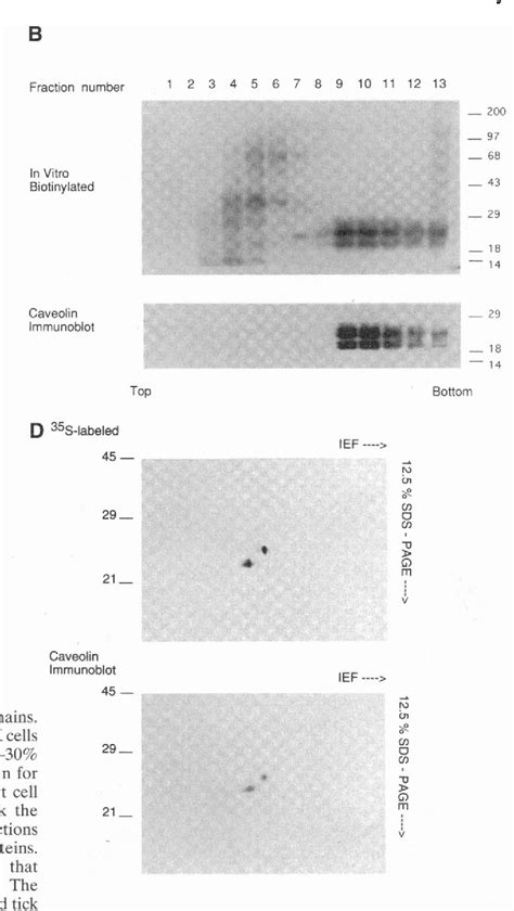 Figure 1 from Oligomeric structure of caveolin: implications for caveolae membrane organization ...