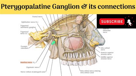 Pterygopalatine Ganglion Anatomy