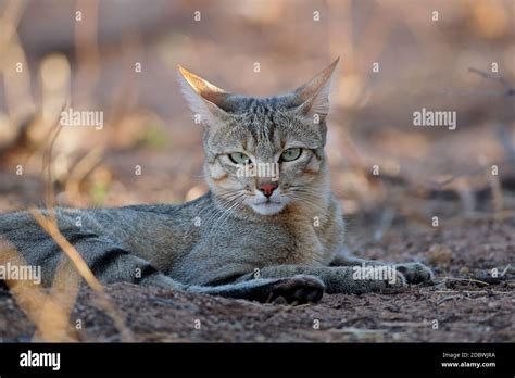 Felis silvestris lybica hi-res stock photography and images - Alamy