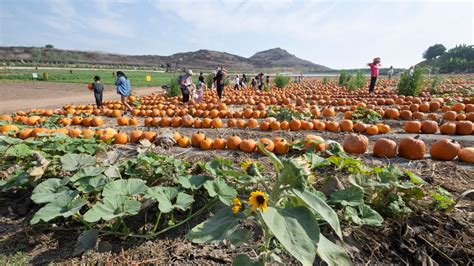 5 Autumnal Activities To Do This Fall in South Florida – NBC 6 South ...