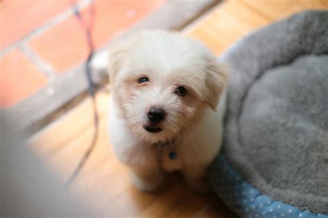 Free stock photo of cute, dog, So cute