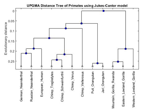 Building a Phylogenetic Tree for the Hominidae Species - MATLAB & Simulink