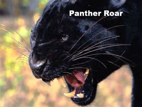 Growling Panther