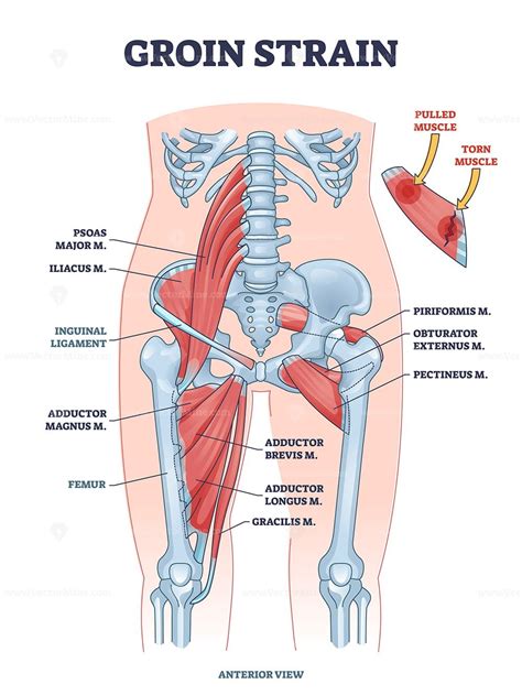 Groin Muscle Anatomy | ubicaciondepersonas.cdmx.gob.mx