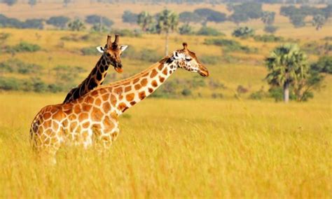 12 Days Uganda Wildlife safari – Classic safari - Peak Cruise Safaris