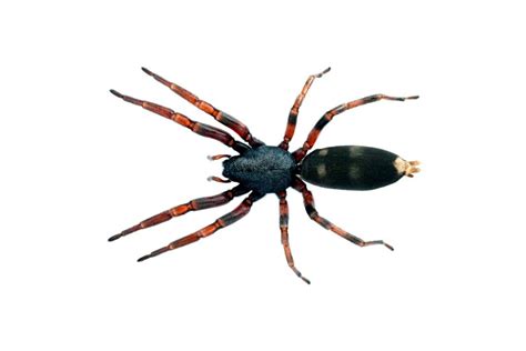 White-Tailed Spider - ACT Pest Control | Canberra Pest Control | Expert Rodent & Pest Control