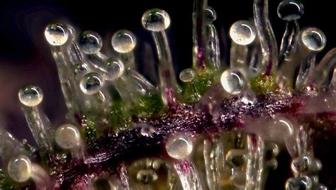 The Best Magnifiers to Identify Trichome Stages | Fast Buds