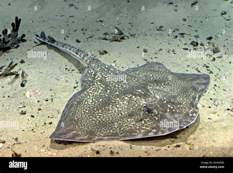 thornback skate, thornback ray, roker (Raja clavata), at seabed Stock Photo - Alamy