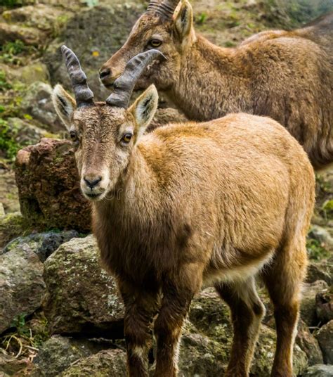 Ibex Wild Goat Horns Stock Images - Download 1,529 Royalty Free Photos