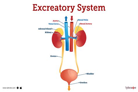 Excretory System And Urinary System With Their Functions