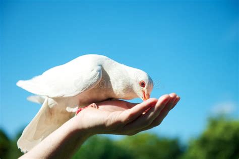 Feeding a dove stock image. Image of dove, concept, feeding - 26487763