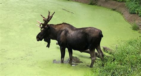 Moose at the Minnesota Zoo | Animals, Zoo, Nature