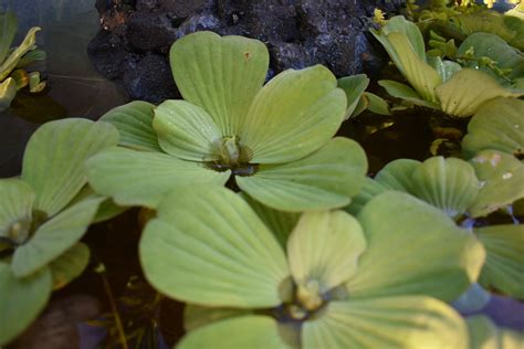 BUY 2 GET 1 FREE Water Lettuce Easy Live Aquarium Pond Aquatic | Etsy