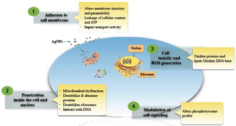 Mechanism of antimicrobial action of silver nanoparticles. | Download ...